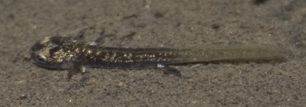 Salamandra pezzata? Salamandrina perspicillata, larva